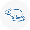 Rat Control Mayfair
